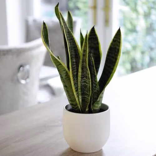 Thompson & Morgan Sansevieria trifasciata Mother-in-Law's Tongue Succulent Plant with Gold Variegated Edges, 2 x 19cm Potted Indoor Houseplants