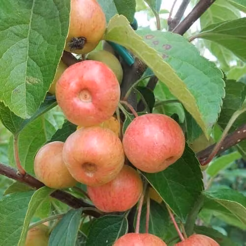 Thompson & Morgan Malus Everest Crab Apple Tree with Spring Blossom and Edible Fruit, 24cm Pot (Low Stem)