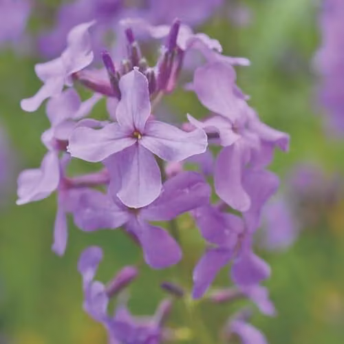 Thompson & Morgan Hesperis matronalis Sweet Rocket Flowering Plant, Purple, 2 x 9cm Pots