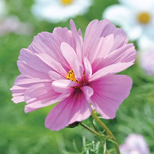Thompson and Morgan Cosmos bipinnatus Psyche Mixed Flower Seeds, 100 Seeds, Pink and Purple