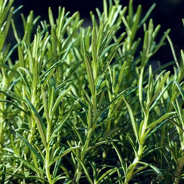 Unwins Rosemary Herb Seeds for Spring and Summer Planting