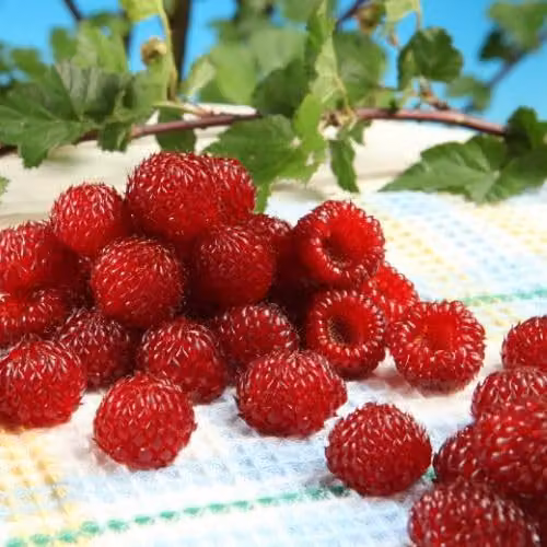 Thompson & Morgan Rubus Hararasp Raspberry Tree, 2 x 5 Litre Potted Plants – 1