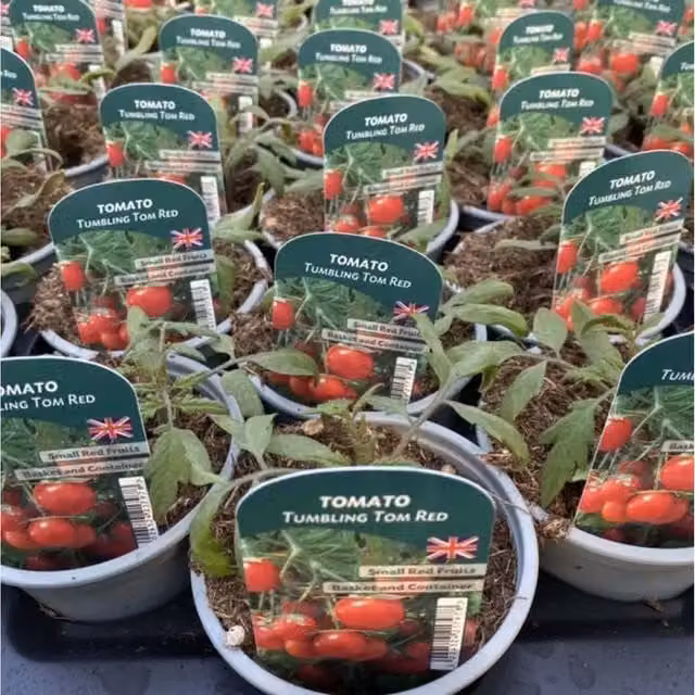 Plants by Post 3 Pack of Red Tumbling Tom Trailing Cherry Tomato Plants