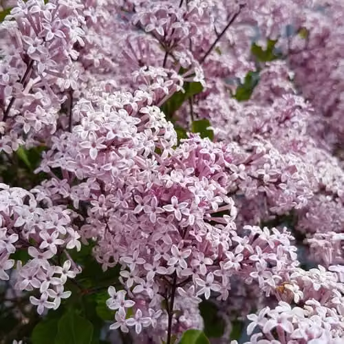 YouGarden Pair of Syringa Palibin Lilac Ornamental Trees, Purple, Height: 90-120 cm, 3 Litre Pots – 4