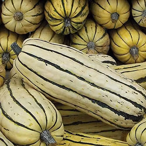 Thompson and Morgan Honeyboat Delicata Squash Seeds, 5 Seeds per Packet