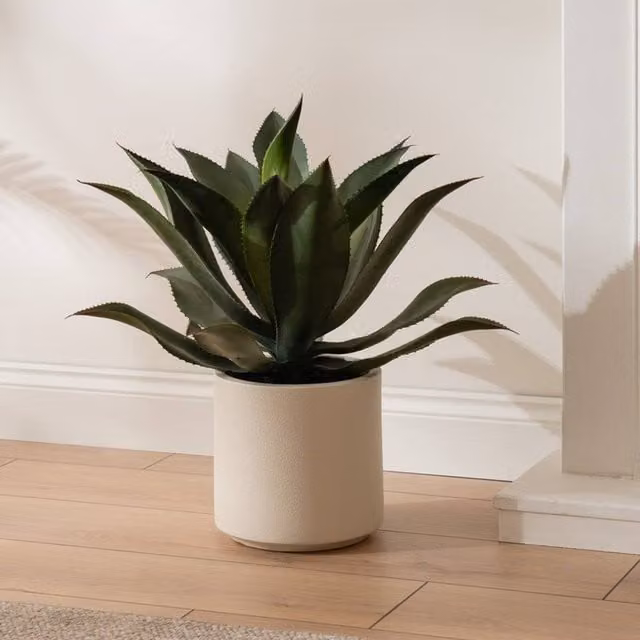 Scottish Everlastings Ltd Green and White Potted Oversized Agave Succulent, Height: 57 cm