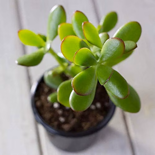 Thompson & Morgan Mixed Crassula Indoor Succulent Plants in 12 cm Pots, Pack of 5 – 1