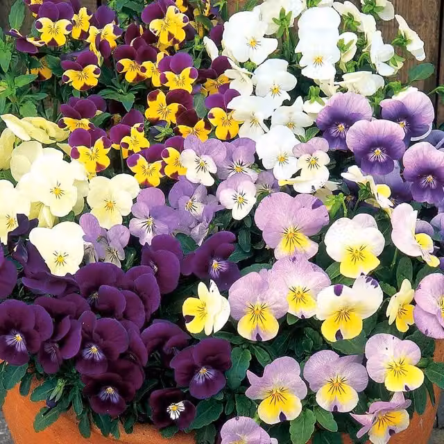 Unwins Spring Sherbets Multicolour Viola Flower Seeds