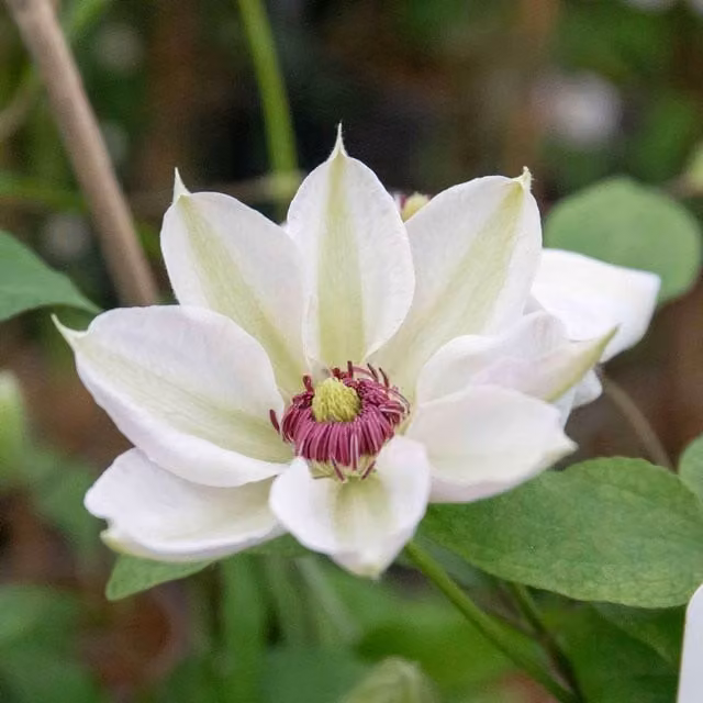 Marshalls Garden Clematis Miss Bateman White Climber Plant, 2 Litre