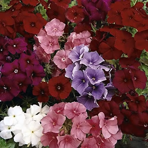 Thompson and Morgan Phlox drummondii Dwarf Beauty Mixed Annual Flower Seeds, Red, Pink, Lilac and White, 150 Seeds
