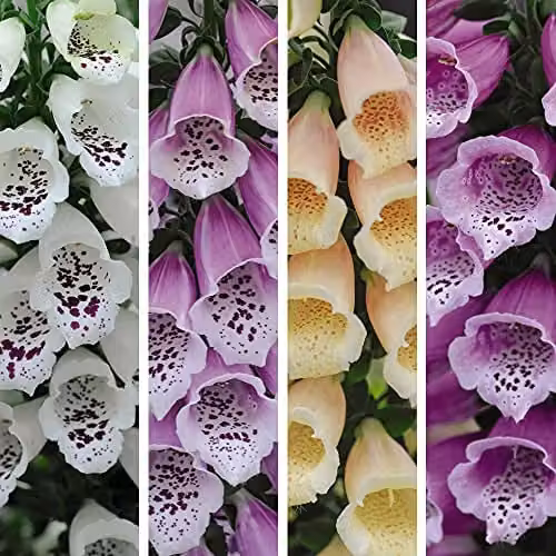 Thompson and Morgan Digitalis Dalmatian Mix Foxglove Hardy Perennial Garden Plants, 3 x 9cm Pots