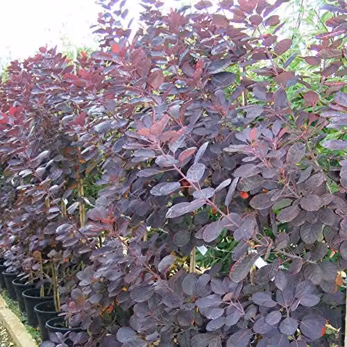 Thompson and Morgan Cotinus Coggygria Royal Purple Smoke Bush Ornamental Hardy Shrub, 2 x 9cm Pots – 1