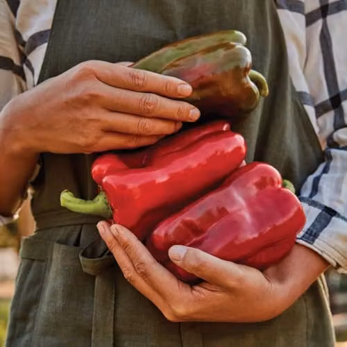 Thompson & Morgan Sweet Pepper Great Stuff F1 Seeds, Red, 6 Seeds per Packet