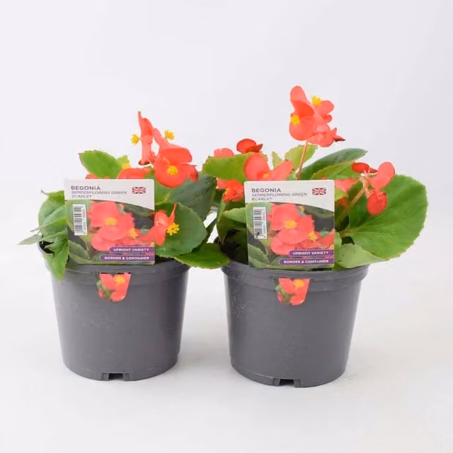 Plants by Post Scarlet Red Begonia Bedding Plants, 2 x 1L
