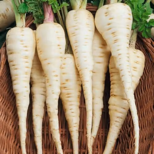 Unwins Parsnip Gladiator Vegetable Seeds