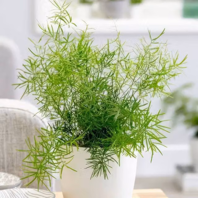 Primrose Asparagus Densiflorus Sprengeri Emerald Fern, Green, Height: 30 cm, 12 cm Pot