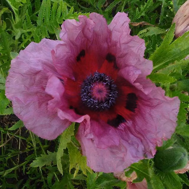 Marshalls Garden Papaver Patty's Plum Oriental Poppy, Red-Purple Perennial