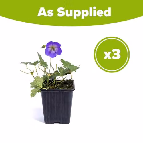 YouGarden 3 x Hardy Geranium Rozanne Blue Perennial Plants in 9cm Pots – 2