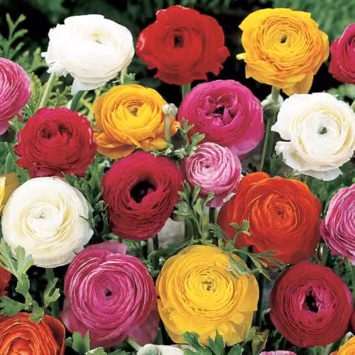 YouGarden Mixed Colour Ranunculus Bulbs, 50 Bulbs, Multicoloured Summer Flowering Bedding Bulbs
