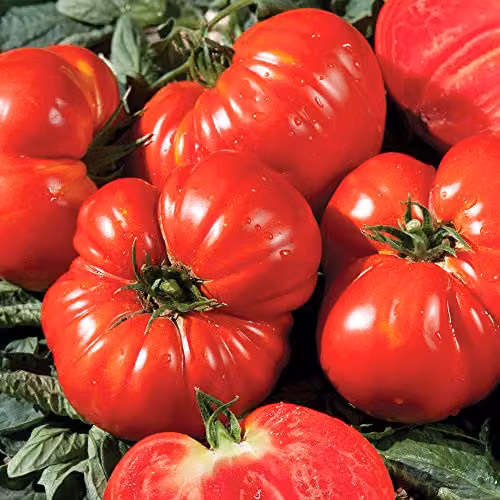 Thompson and Morgan Tomato Gourmandia F1 Hybrid Vegetable Seeds, 4 Seeds – 2