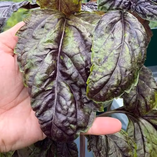 Thompson & Morgan Sally Purple Basil Herb Seeds, 150 Seeds