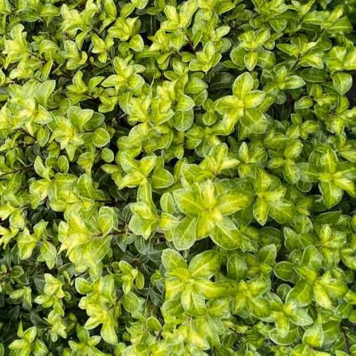 Thompson & Morgan Pittosporum tenuifolium Golden Ball Compact Evergreen Shrub with Yellow Foliage, Pack of 3, 9cm Pot – 2
