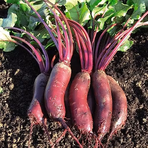 Thompson and Morgan Beetroot Alto F1 Hybrid Red Vegetable Seeds, 250 Seeds