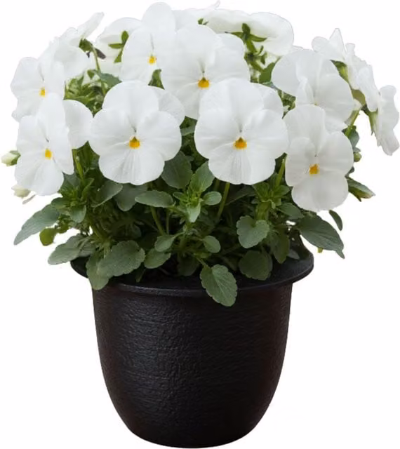 Plants by Post Pansy Cats Plus White Flowering Bedding Plants, Pack of 3