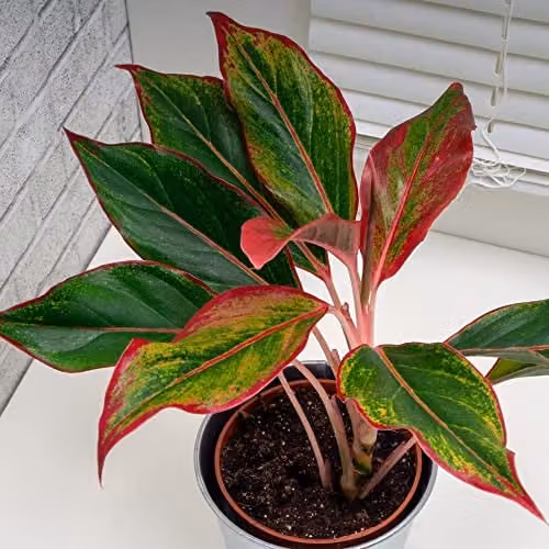 Thompson & Morgan Aglaonema Crete Low Maintenance Evergreen Indoor Houseplant, 12 cm Pot – 1