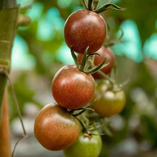 Marshalls Chocolate Cherry Tomato Seeds, 10 Seeds