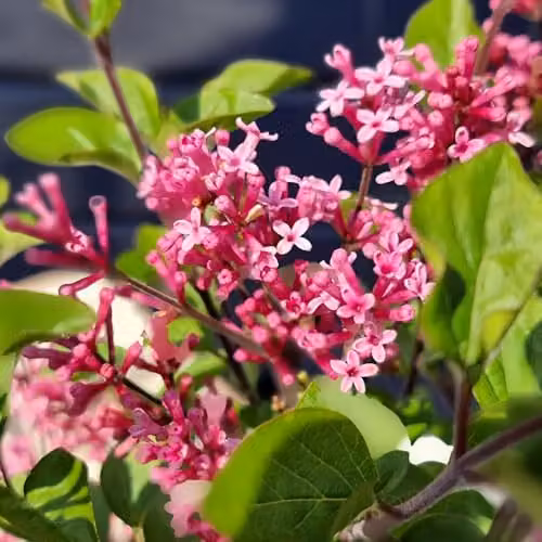 YouGarden Lilac Little Rosie Standard Trees, 2 x Established Plants in 3L Pots, Height: 90 cm, Pink Flowers