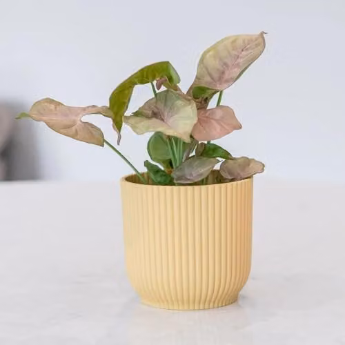Primrose Syngonium Arrowhead Indoor Plant in Green Glass Bottle Garden Terrarium, Pot Size: 6 cm, Height: 8 cm