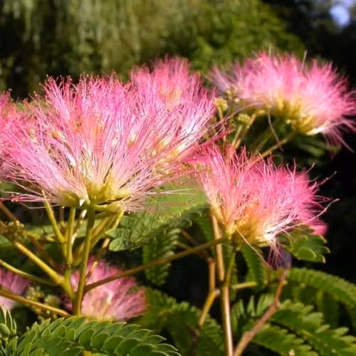 Thompson and Morgan Albizia julibrissin Tropical Dream Pink Silk Tree, 3 Litre Pot