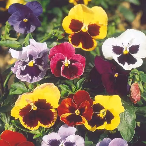 Thompson & Morgan Pansy Super Chalon Giants Flower Seeds, Multicolour Hardy Perennials, 50 Seeds