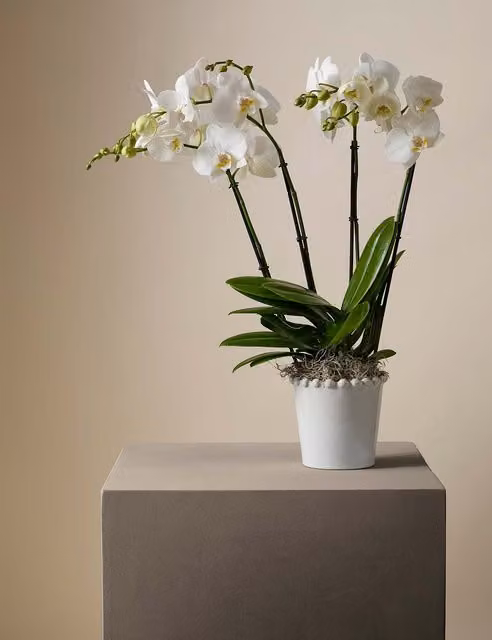 M&S x Kelly Hoppen Potted Orchid in a White and Green Ceramic Pot