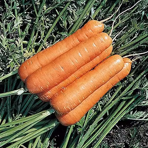 Thompson & Morgan Resistafly F1 Hybrid Carrot Seeds, 350 Seeds