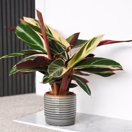 Thompson and Morgan Stromanthe sanguinea Triostar Indoor Plant with Variegated Green and Pink Foliage in 14cm Pots