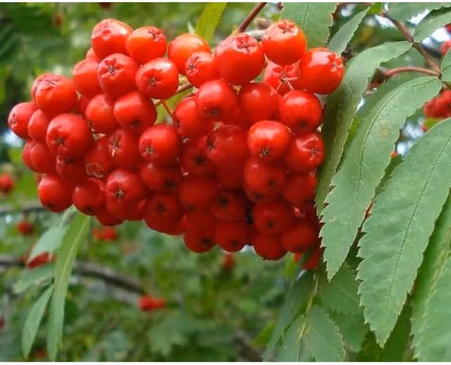 Direct Plants Sorbus Aucuparia Mountain Ash Ornamental Berry Tree, 3-4ft, 3L, Green