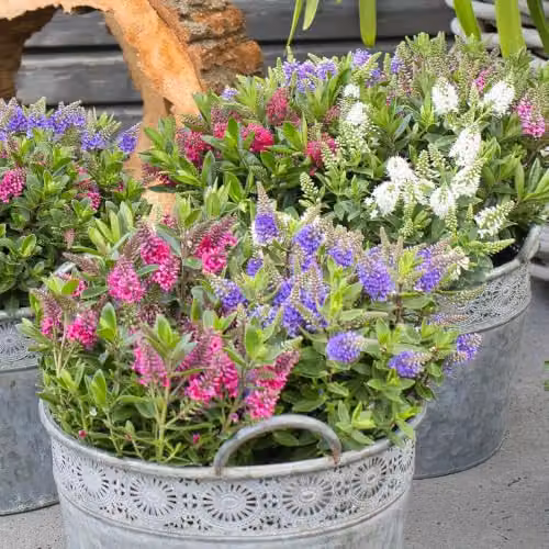 YouGarden Hebe All Bloom Collection of 3 Summer Flowering Ornamental Shrubs in Pink, White and Blue