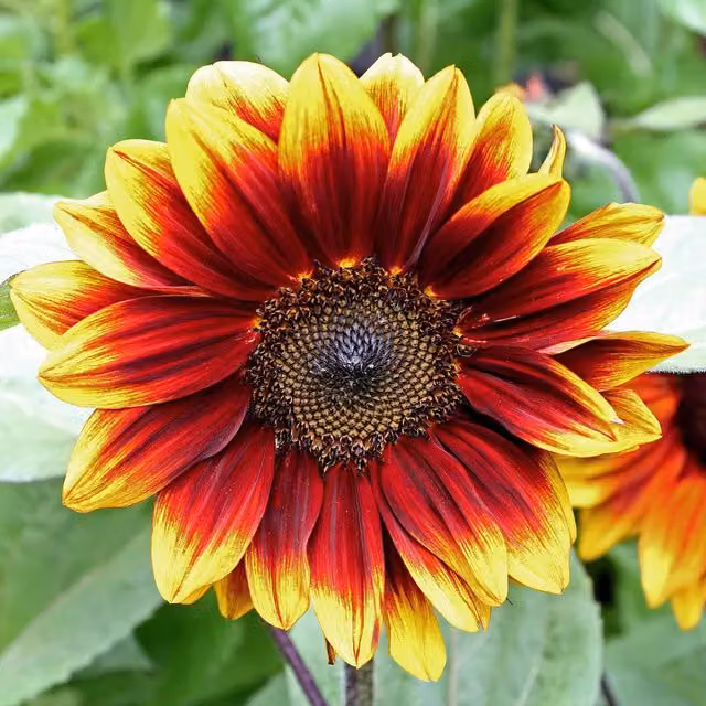 Marshalls Garden Soleil Red Sunflower Seeds, Deep-Red Blooms, Pack of 8