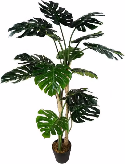 Leaf Design UK Artificial Luxury Monstera Cheese Plant in a Black Pot, Green, Height: 150 cm – 7