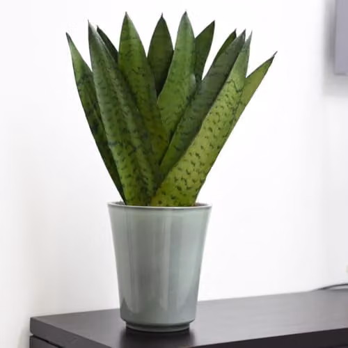 Thompson and Morgan Sansevieria Zeylanica Potted Indoor Foliage Plant, Green, 12cm Pot