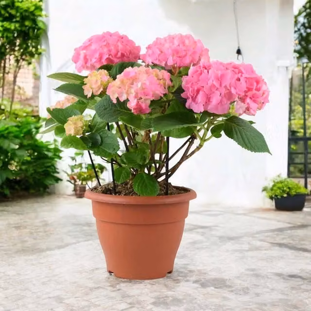 Plants by Post Pink Flowering Hydrangea Ornamental Shrub in 25cm Pot