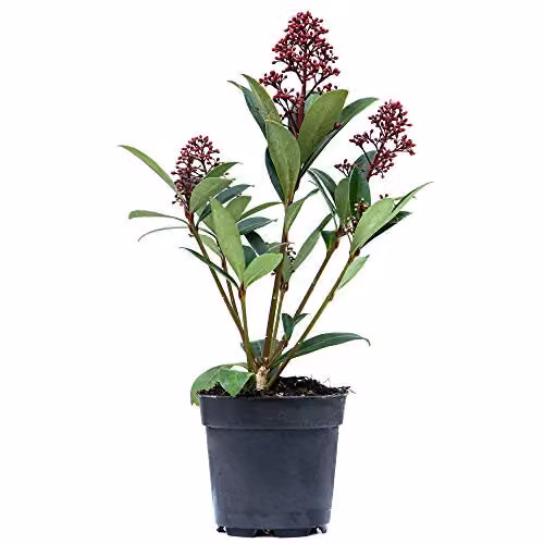 Thompson & Morgan Skimmia Japonica Rubella Ornamental Flowering Shrub, 2 x 9cm Pots – 3