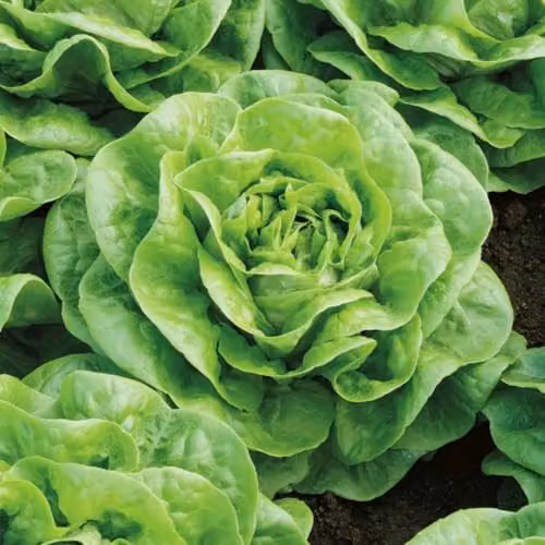 Thompson & Morgan Lettuce Brighton Winter Butterhead Seeds, 150 Seeds – 2