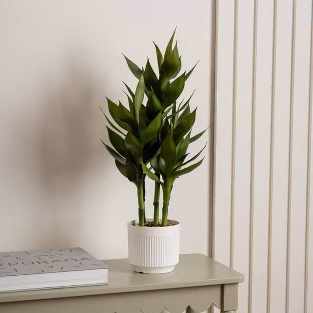 Scottish Everlastings Ltd Green Lucky Bamboo Plant in a White Plastic Pot, Height: 60 cm – 1