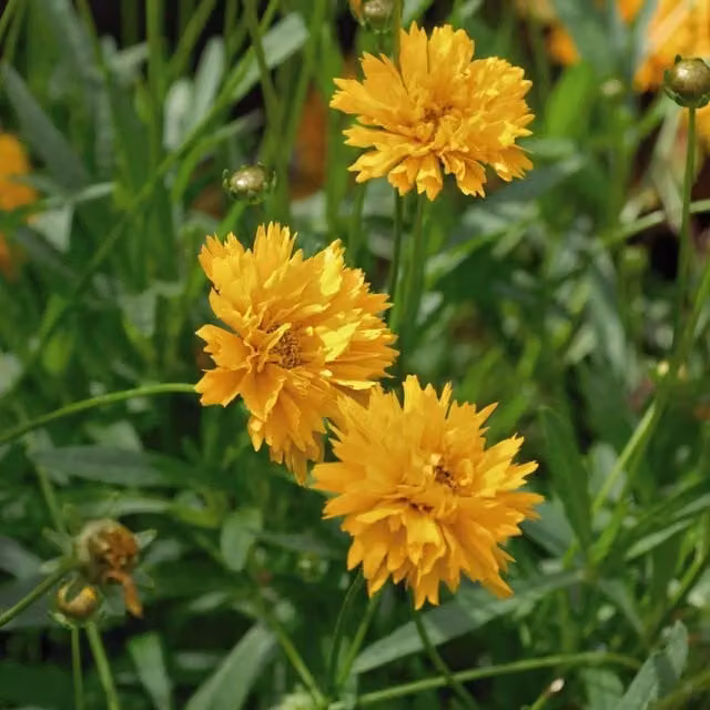 Thompson & Morgan Coreopsis Golden Joy Yellow Perennial Garden Plants, Pack of 15