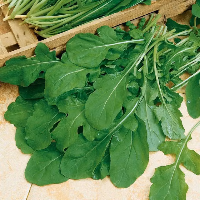 Marshalls Garden Rocket Scorpion Eruca Sativa Herb Seeds, Green, 3000 per pack