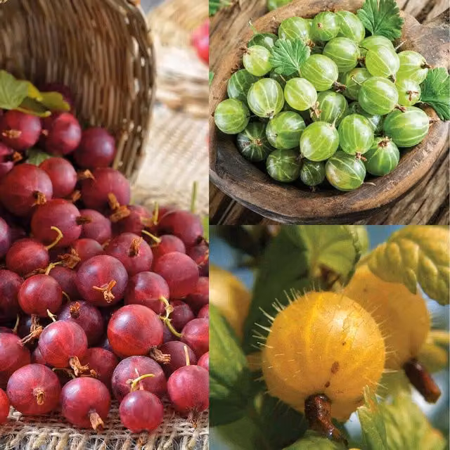 Thompson & Morgan Gooseberry Trio Collection Multicolour Berry Bush Shrub