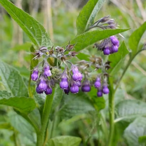 Thompson & Morgan Symphytum officinale Comfrey Perennial Plants in 9cm Pots